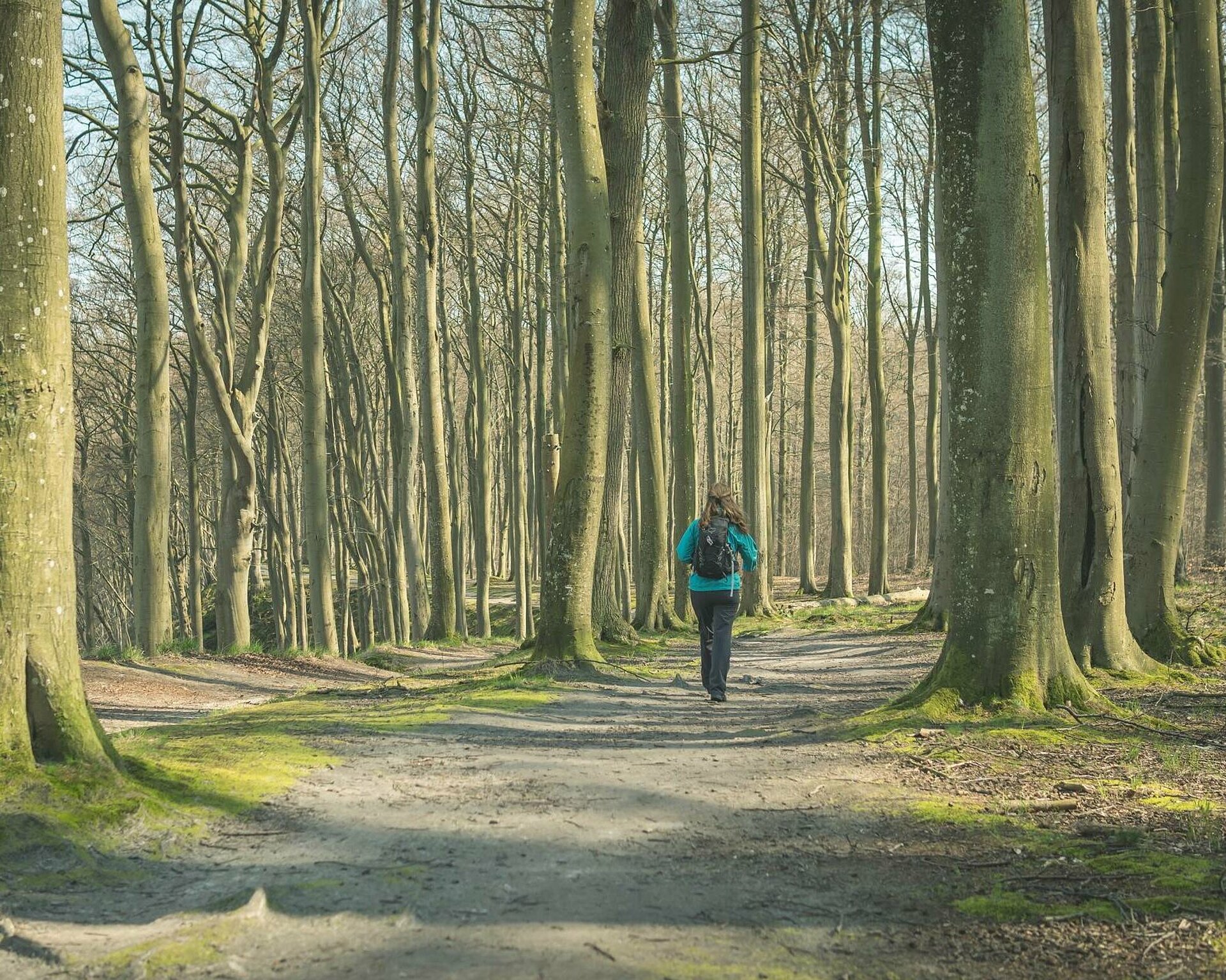 Buchenwald in der Granitz mit Wanderer - Pension Anker, Rügen