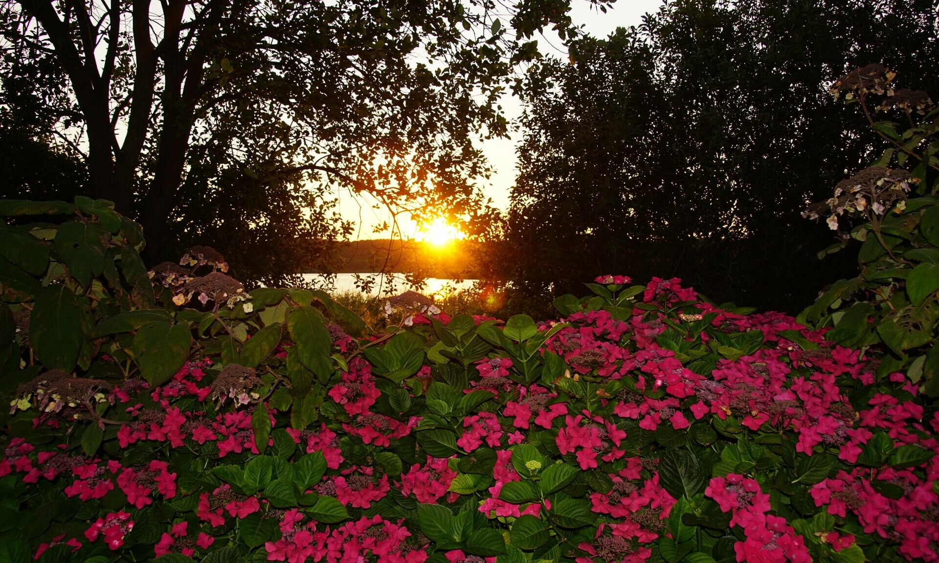Sonnenuntergang am Schmachter See - Hinterausgang Pension ANKER - Rügen, Binz 