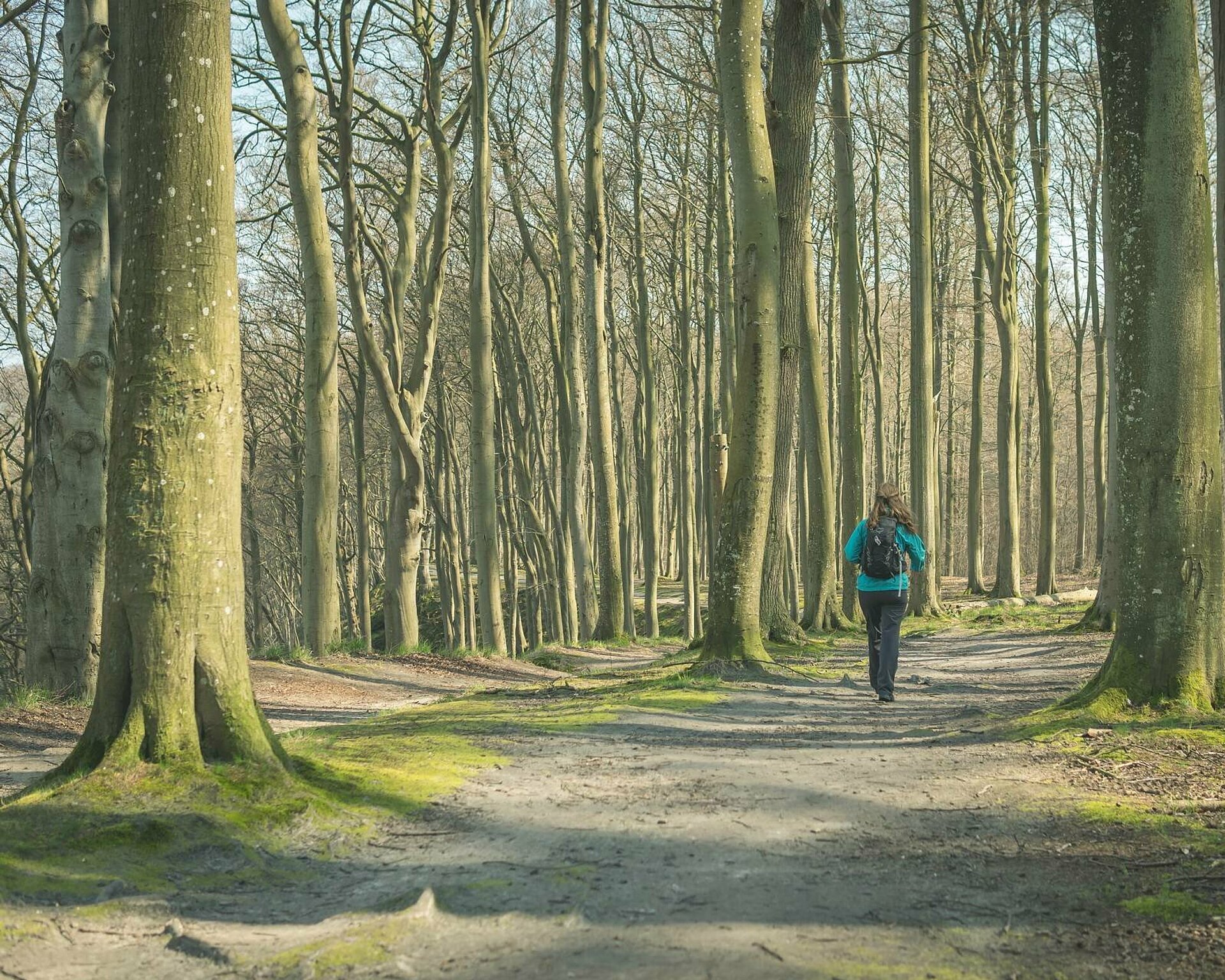 Buchenwald mit Wanderer in der Granitz auf Rügen